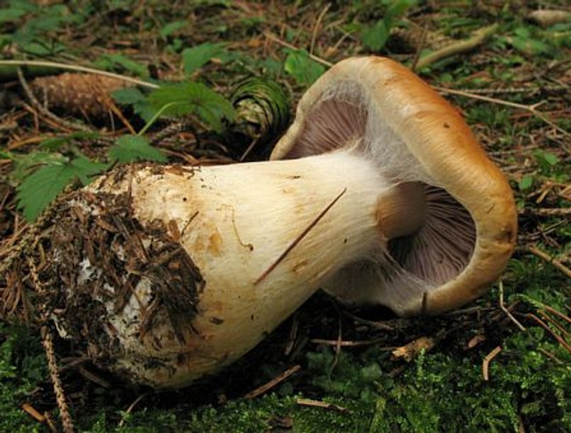 Cortinarius varius pokhalosgomba, gombamérgezés, tünetei, kezelése