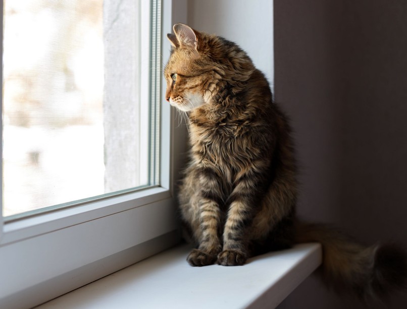 macska cica nyaralás alatt