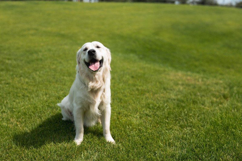 Miért szánkázik a kutya?