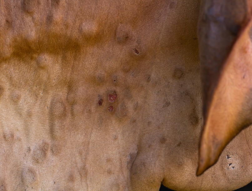 bőrcsomósodáskór vírus szúnyog kullancs