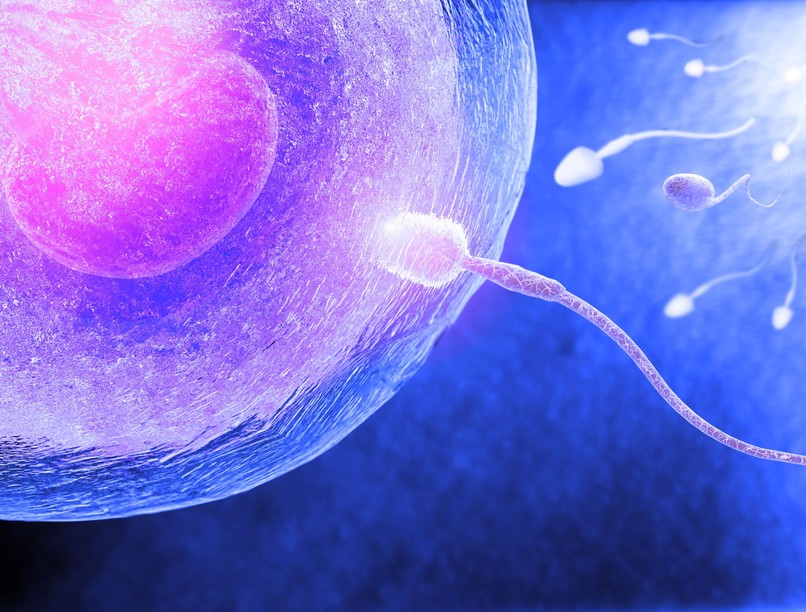 Egészséges sperma termékenység táplálkozás