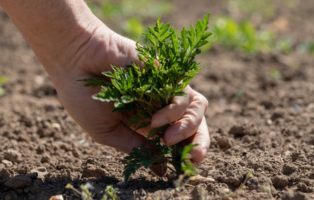 A parlagfű írtása nem csak az allergia miatt fontos! Hogyan védekezhetünk együtt ellene?
