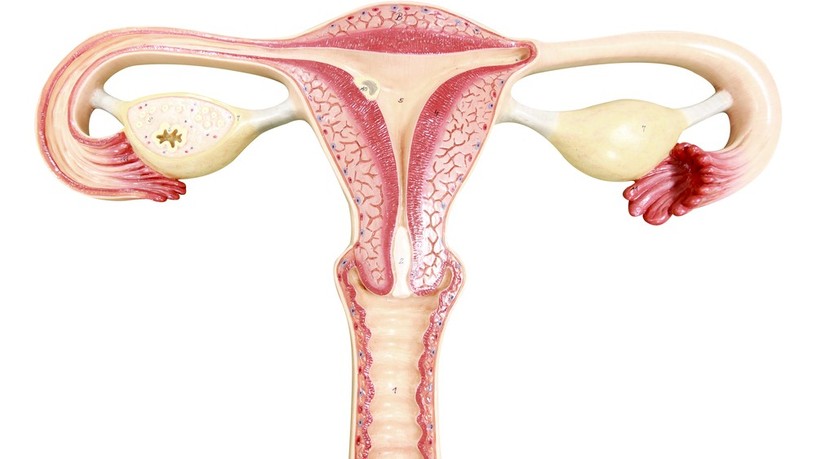 pcos_petefeszek_0