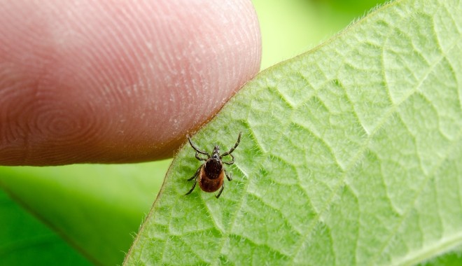Ezeket a betegségeket a kullancsok terjesztik