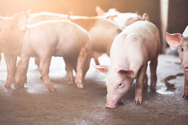 Sertések vírusfertőzésével szemben fejlesztenek új terápiás eljárást az SZTE részvételével