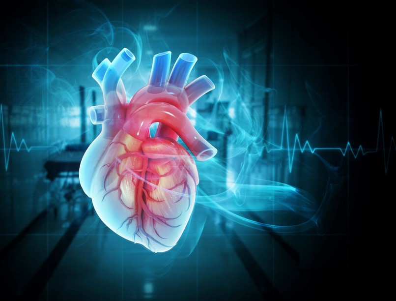 szív donáció donor kutatás