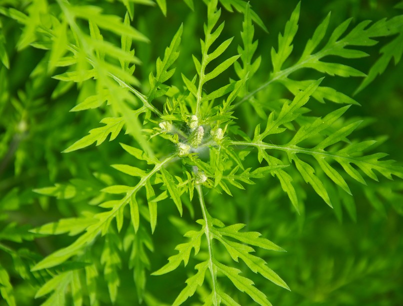 parlagfű pollen allergia tünetei parlagfűszezon hány napig tart