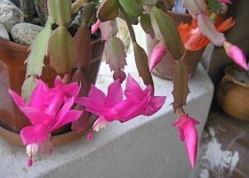 A szobanövények energiát adnak!