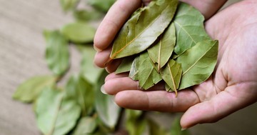  Babérlevél trükk: ezért teszik egyre többen a mosógépbe ezt a fűszernövényt 