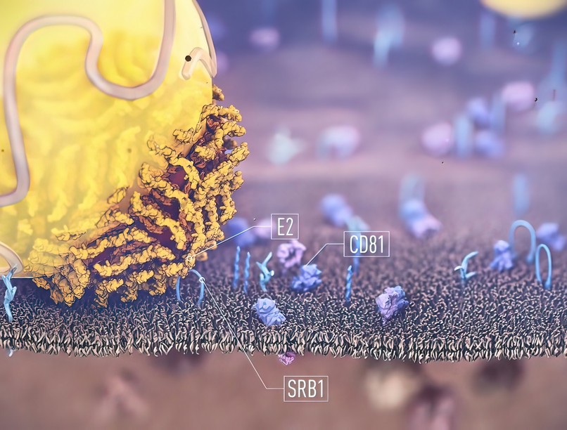 bélflóra pusztulás jele oka zsírmáj tünet probiotikum