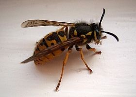 Tudjuk? Mit kell tenni darázscsípés esetén?