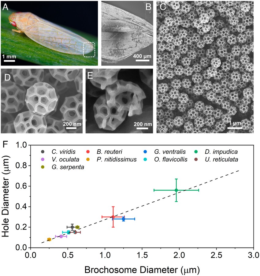 A levéltetű és annak brokoszómái. (A) A Gyponana serpenta levéltetű optikai képe. (B) Pásztázó elektronmikroszkópos (SEM) kép a levéltetű szárnyáról (az A panel kiemelt területe). (C és D) SEM-felvételek a levéltetű szárnyán lévő brochoszómákról, amelyeken látható az üreges, csatos golyószerű geometria. (E) Fókuszált ionnyaláb (FIB) technikával hasított természetes brochoszóma keresztmetszetét mutató SEM-kép. (F) A brokoszóma átmérője és a brokoszómák átmérője közötti kapcsolat a különböző levéltetűfajoknál. A brokoszóma átmérőjét és a lyukak átmérőjét kísérleti méréseink és egy irodalmi forrás (18) alapján határoztuk meg. Az illesztett szaggatott vonal azt jelzi, hogy az átmenő lyukak átmérője körülbelül 28%-a a megfelelő brochoszómák átmérőjének.Translated with DeepL.com (free version)