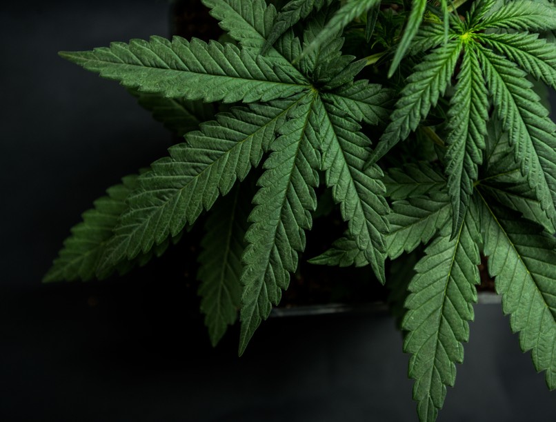 fájdalomcsillapító kannabisz rák ellen feltételezett előny, objektív hatásmellékhatás