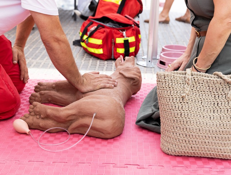 kutya újraélesztés hogyan CPR 