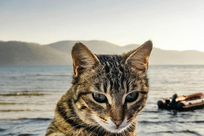 Megharapott egy macska, kell beadatnom veszettség elleni oltást? Az orvos válaszol című cikk nyitóképe