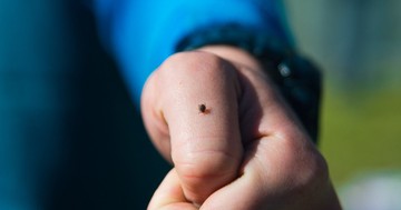 A Hyalomma kullancsok áttelelhetnek Magyarországon? Az idei észlelések nem sok jóval kecsegtetnek