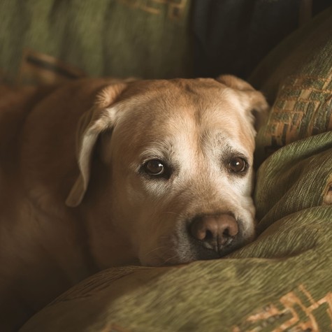 Megáll, és mintha nem tudná, hol van – így ismerheti fel időben a demencia jeleit a kutyájánál című cikk nyitóképe