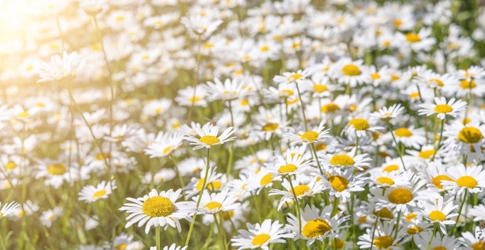 Alföldi kamilla: a gyógyító magyar hungarikum című cikk nyitóképe