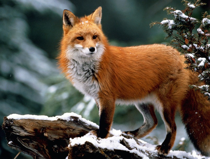 veszettség, róka, vakcinainfó - az orvos válaszol, tünetei