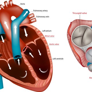 Billentyűhibák tünetei, vizsgálata és kezelése című cikk nyitóképe