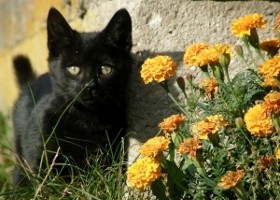 Zöld macskától - az AIDS kutatásig