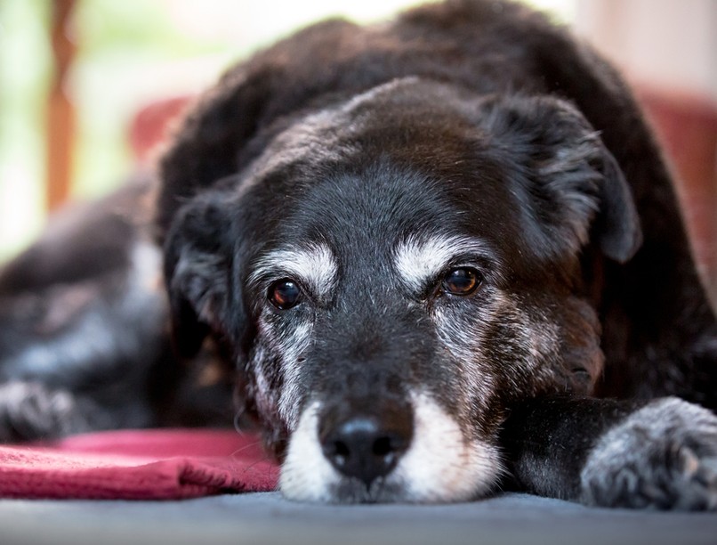 kutya öregedés  oka hosszú élet testméret