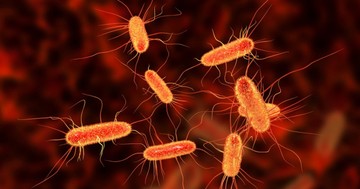 Ha E.coli baktériummal szennyezett ételt ettünk, mikor jelentkezhetnek a tünetek? Az orvos válaszol