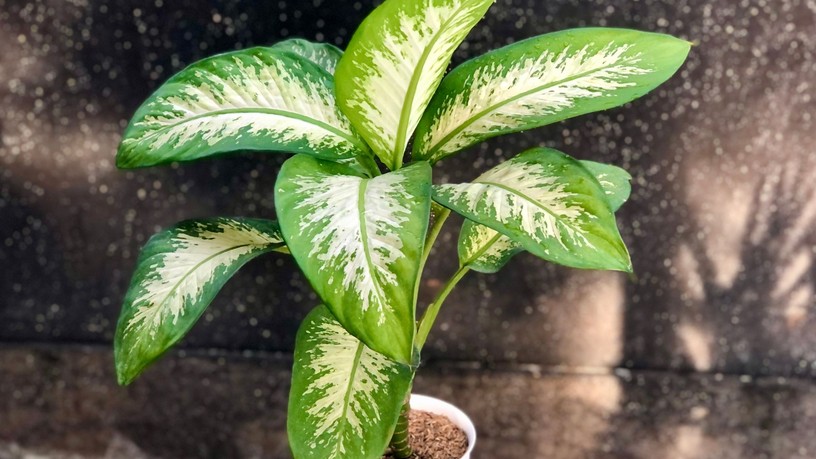 mérgező szobanövények, diffenbachia, filodendron, elefántfül