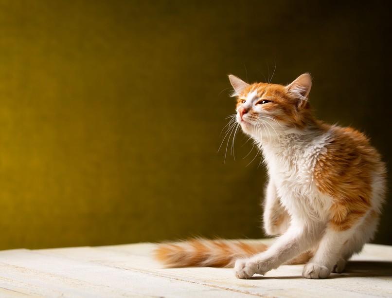 rühesség el lehet kapni macskától