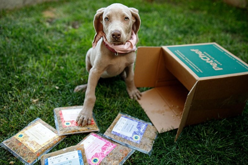 Kutya hányás: mivel etessük, hogy ne hányjon?