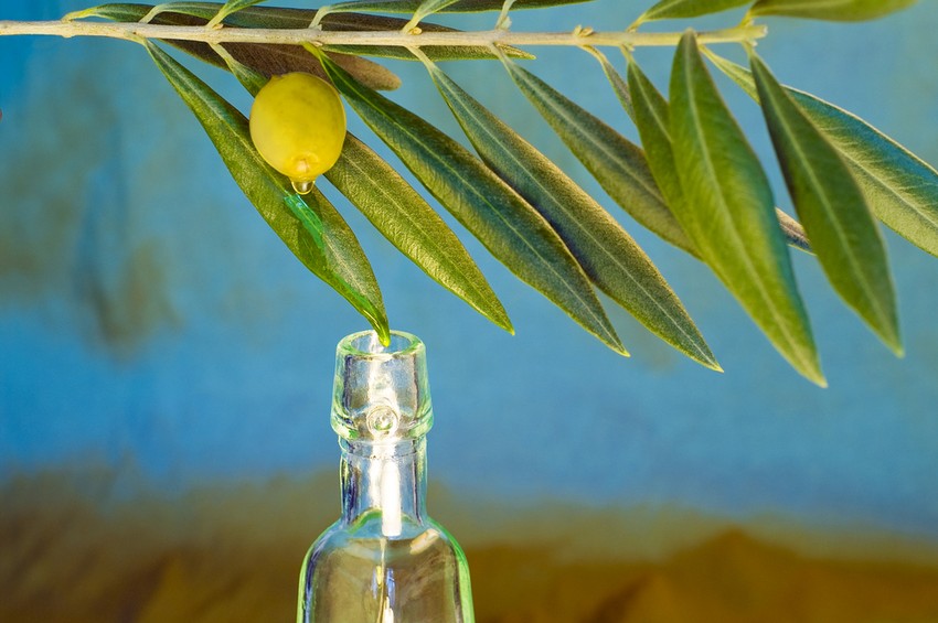 Az olívalevél kivonat igen hatásos különböző kórokozó vírusok, baktériumok, gombák ellen, illetve magas vérnyomás és egyéb szív- és keringési rendellenességek esetén. 