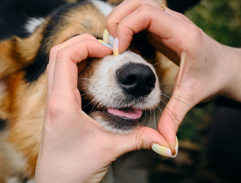 miért egészségesebb kutyatartók szíve