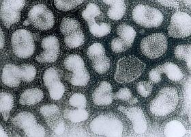 Új madárinfluenza-törzset találtak!