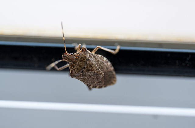 Mit tehetünk a poloskainvázió ellen? Ezt javasolja a szakember