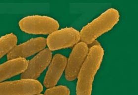 Tudjunk róla: a pestis még ma is pusztít