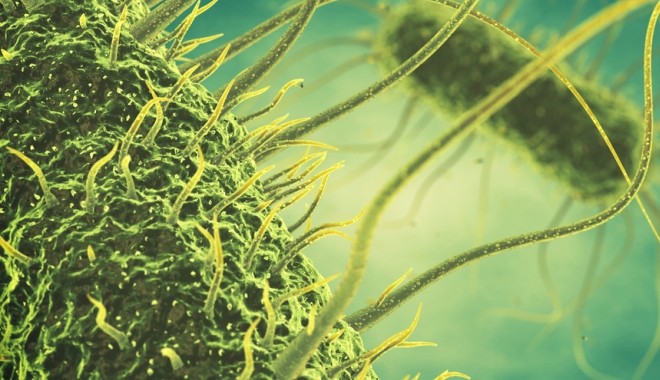 A nyári lakomák ellensége: a szalmonella