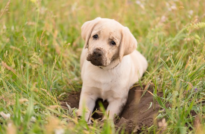 Miért ás mindig a kutyám a kertben? Nem azért, hogy bosszantson minket! című cikk nyitóképe