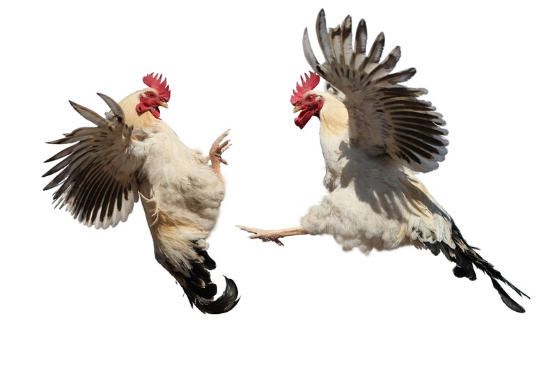 Tömegverekedés a Lurdy Házban: ez állhatott a konfliktus hátterében