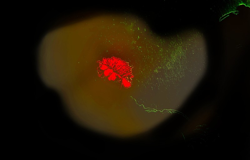 Hogyan „immunizálhatjuk” magunkat a rák ellen? Meglepő eredmények az Egyesült Államokból