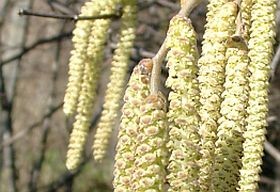 Korán indult a pollenszezon - közeledik a tavaszi csúcsidőszak