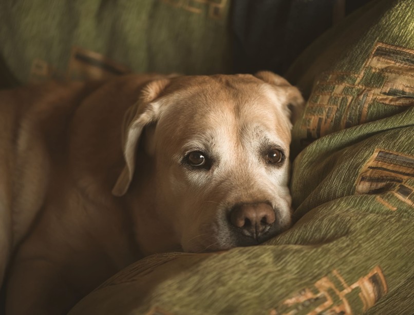 kutya szívférges figyelmeztetés magyar hírek