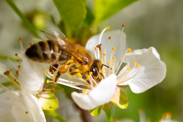 Ezek a legjobb házi praktikák darázscsípés, méhcsípés ellen