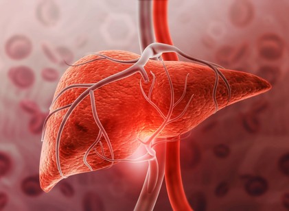 Mennyi idő alatt regenerálódik a máj? A válasz meglepőbb, mint gondolná című cikk nyitóképe