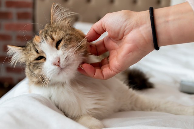Így mutatja ki a macskánk, ha igazán jól érzi magát a társaságunkban