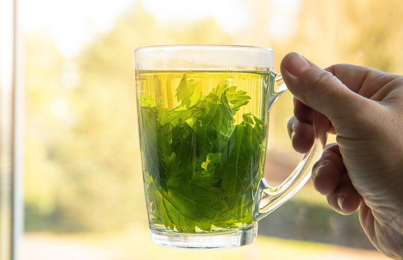 Mire jó a csalán? Nem csak gyulladáscsökkentő: így használja szénanátha ellen