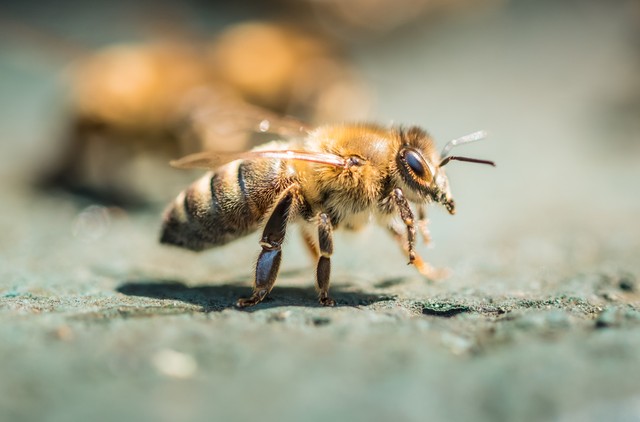 Berepült beszéd közben egy méh a politikus szájába, ezt érezte