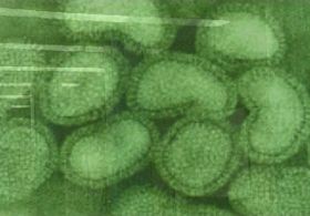 Ez lehetséges? Koleszterincsökkentő - az influenza ellen?