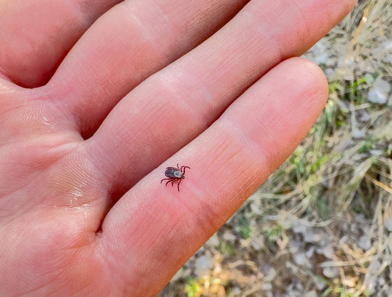 lyme-kór kullancs csípés betegség