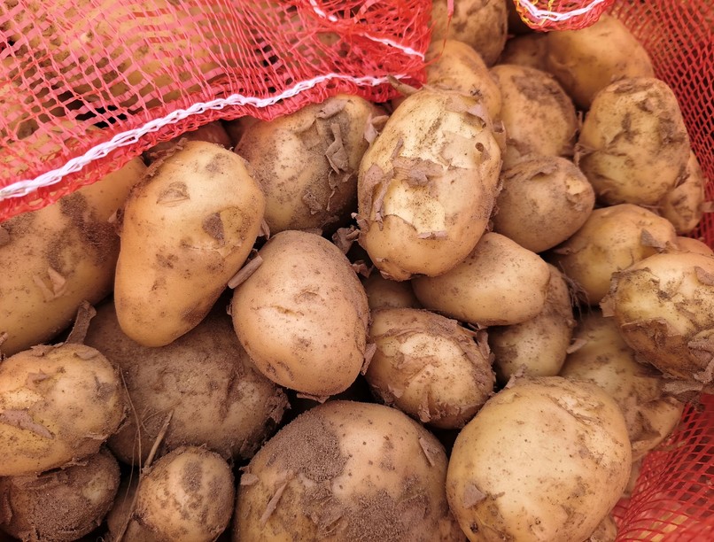burgonya tárolás friss trükk csíra