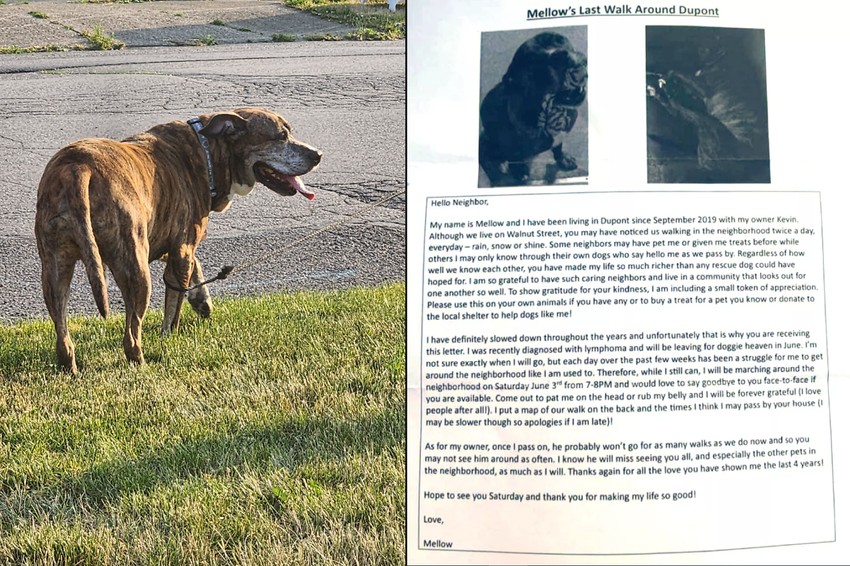 A kutyus gazdája bejárta a környéket, és minden háznál hagyott egy szórólapot a postaládában. A mellékelt térképet is hagyott a séta tervezett útvonalával.